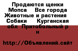 Продаются щенки Мопса. - Все города Животные и растения » Собаки   . Курганская обл.,Притобольный р-н